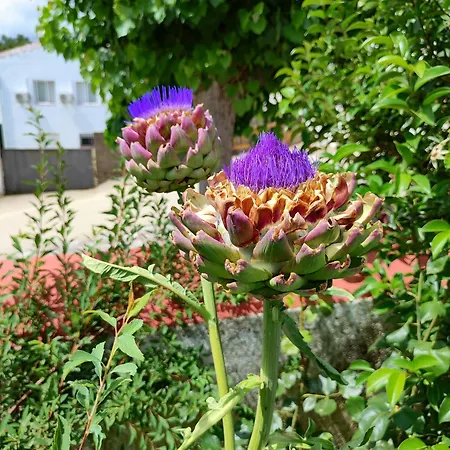 La Casa Barata, Εξοχικό σπίτι