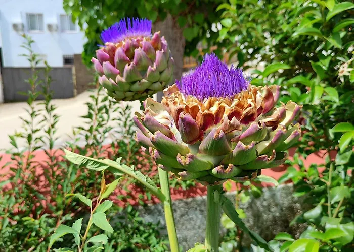 La Casa Barata, Landhaus